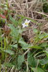 Horse nettle